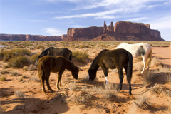 Mesa, Wildlife in Arizona, USA